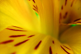 Tiger Lily