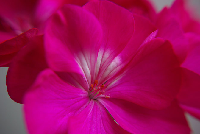 Fucsia flower