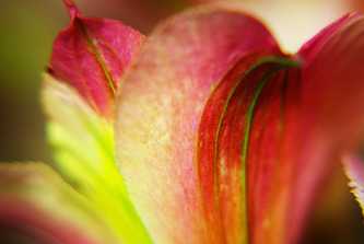 Red flower