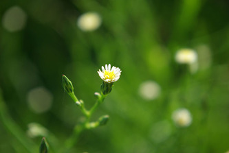 White flower